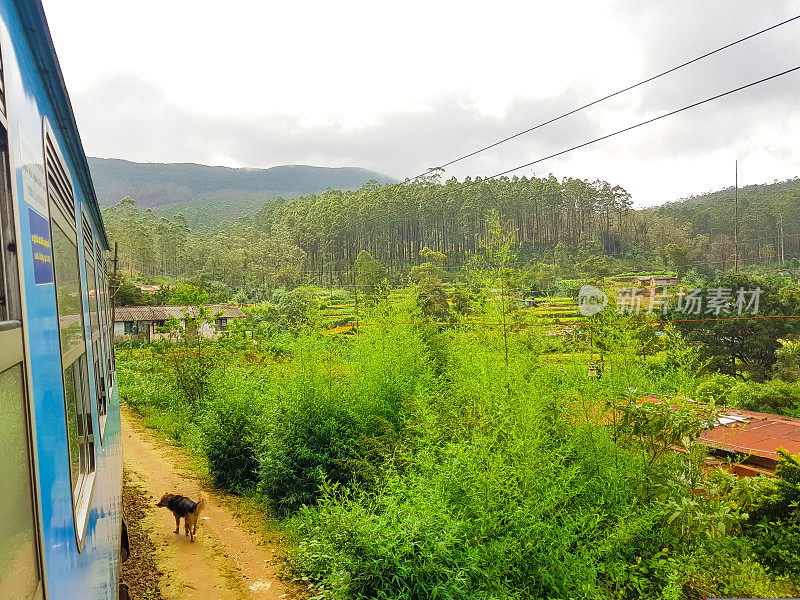 在斯里兰卡的火车旅行通过茶叶种植园Ella, Nuwara Eliya和Kandy